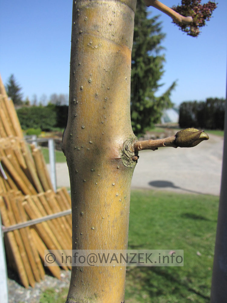 Fraxinus excelsior Jaspidea - Holz+Knospe.JPG